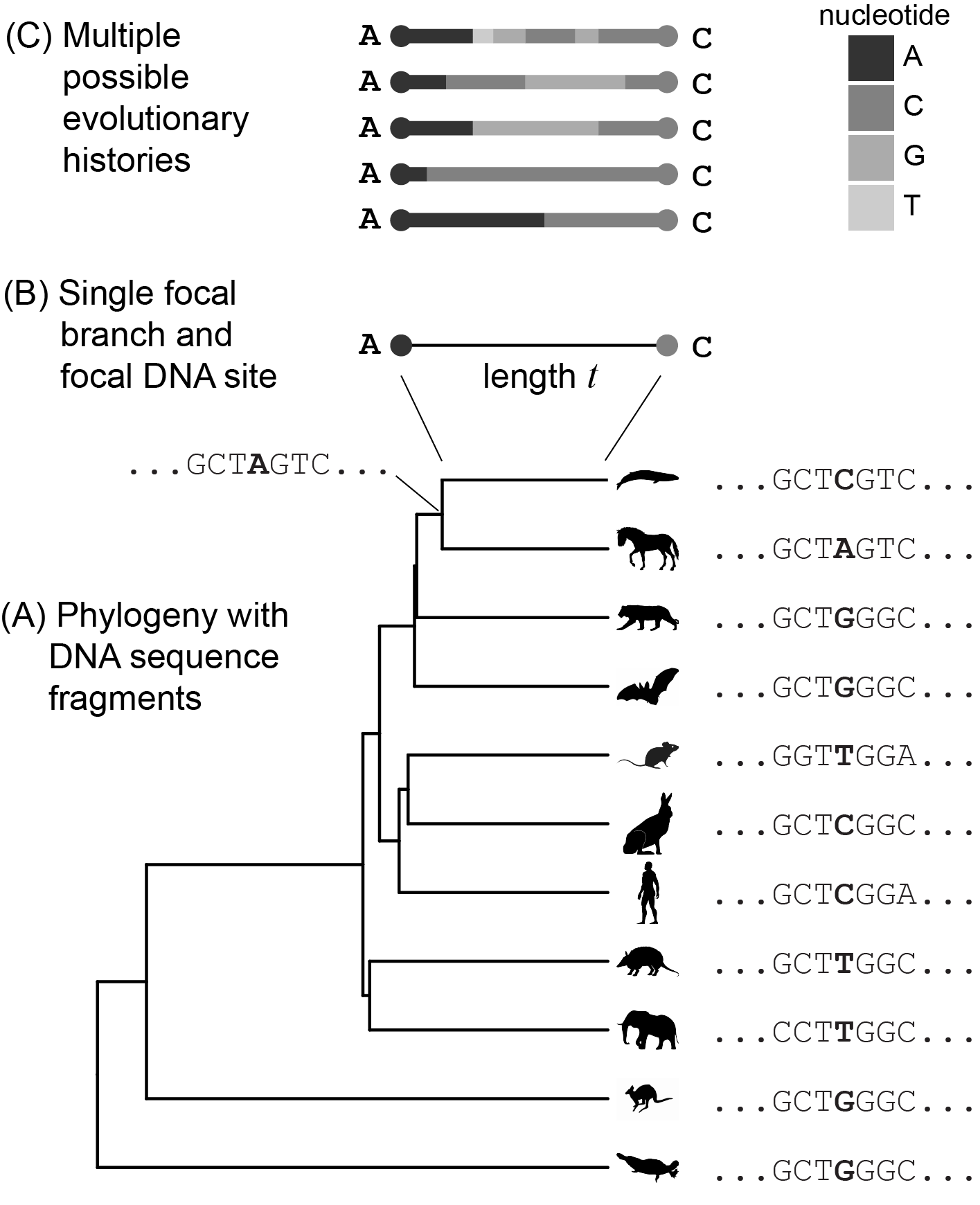Our current goal is to model the evolution of a single site in a DNA sequence along a single branch in a phylogeny. (A) An example phylogeny, with DNA sequence fragments shown at the tips and one internal node. The site under examination is in color, and the branch under examination (at the top) is thicker than the rest. (B) A closeup of the focal branch, and the state of the focal site at its ends (the parent and child nodes). (C) Multiple mutational histories that are consistent with the starting and end states shown in (B), *i.e.* a cange from A to C.
