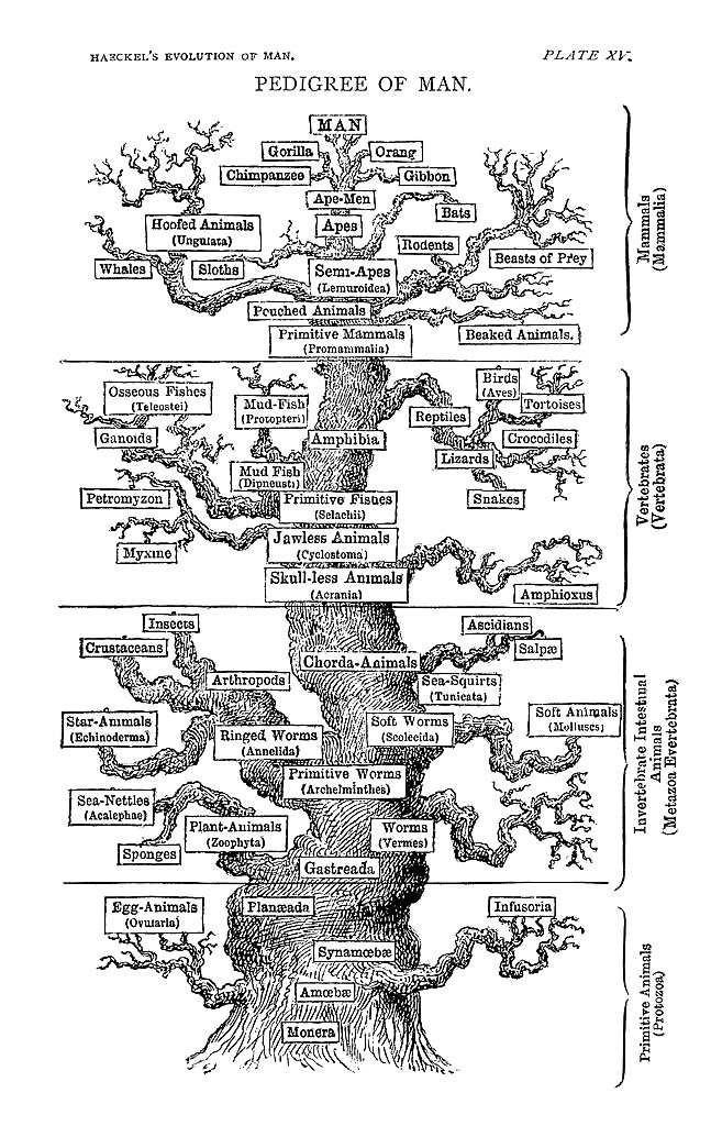 Haeckel's hypothesis of the animal phylogeny [@haeckel1897], drawn as an actual tree.