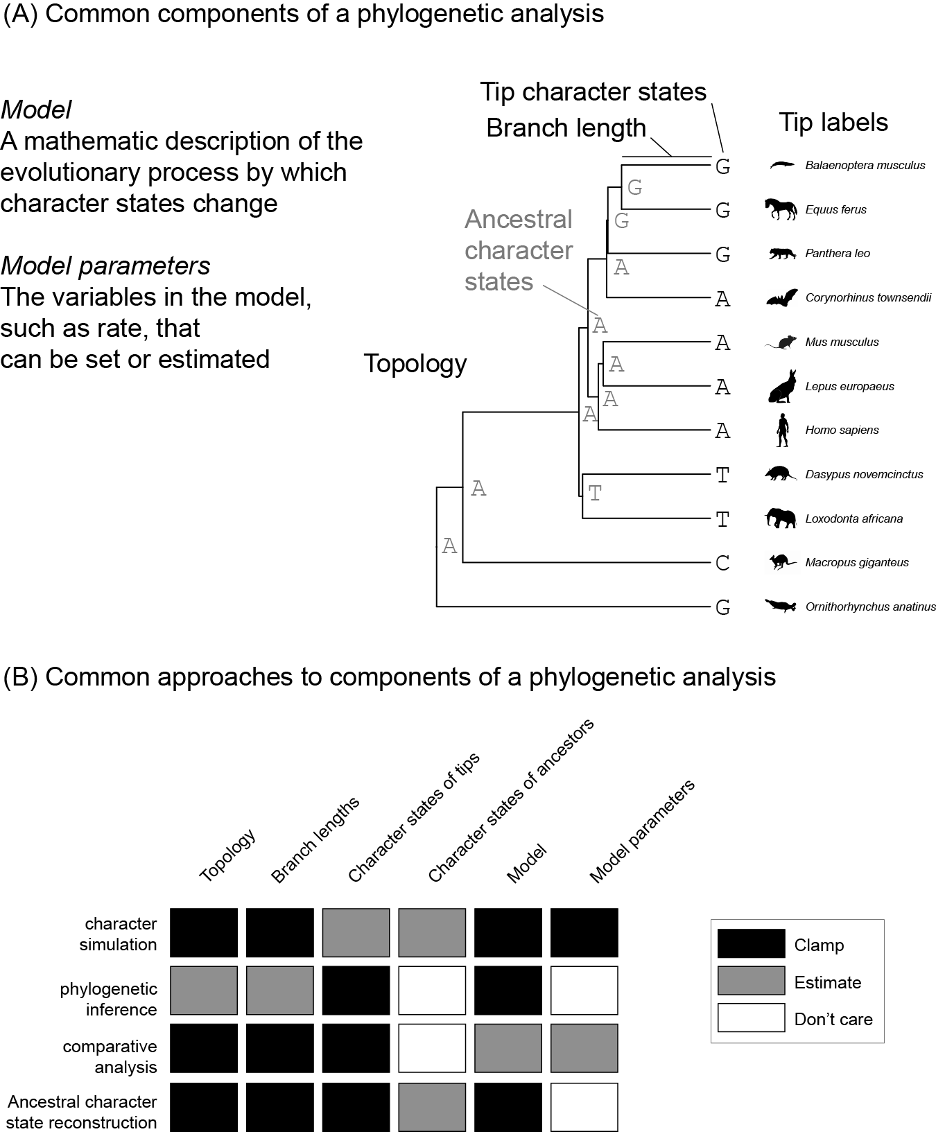 (A) The primary components of a phylogenetic analysis. This mammal phylogeny and branch lengths are from http://vertlife.org. The organism silhouettes are from http://phylopic.org/. (B) Different analyses tend to take different approaches to these components.