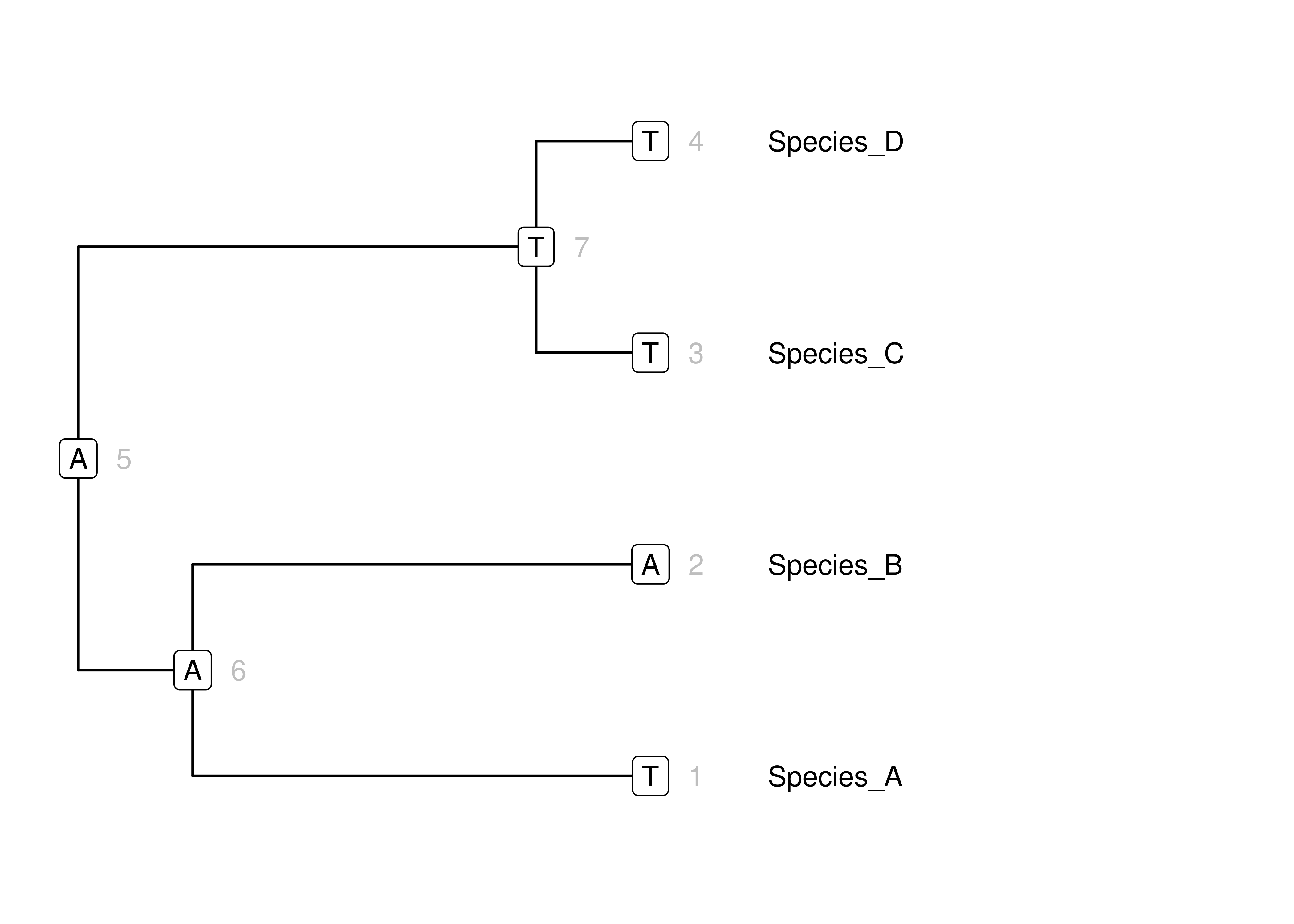 Simulation of states for a single DNA site on a simple tree according to our toy mammal model. Node numbers are in gray. Character states are in boxes at nodes. Branch lengths for this phylogram are in units of expected change.