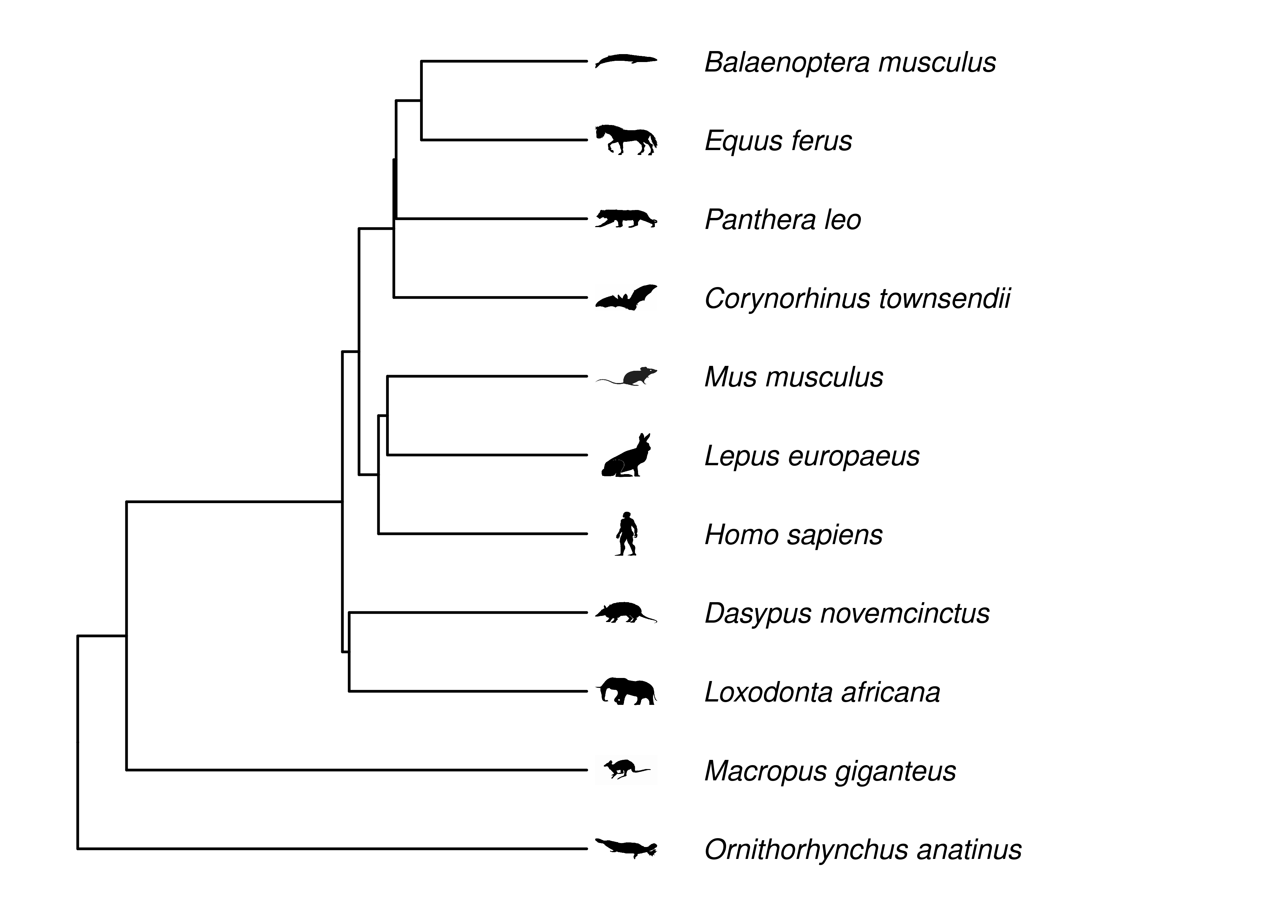 Phylogeny of some mammals. Topology and branch lengths  from http://vertlife.org.  The organism silhouettes are from http://phylopic.org/. Note that node circles are not drawn, instead nodes are implied at ends of branches.