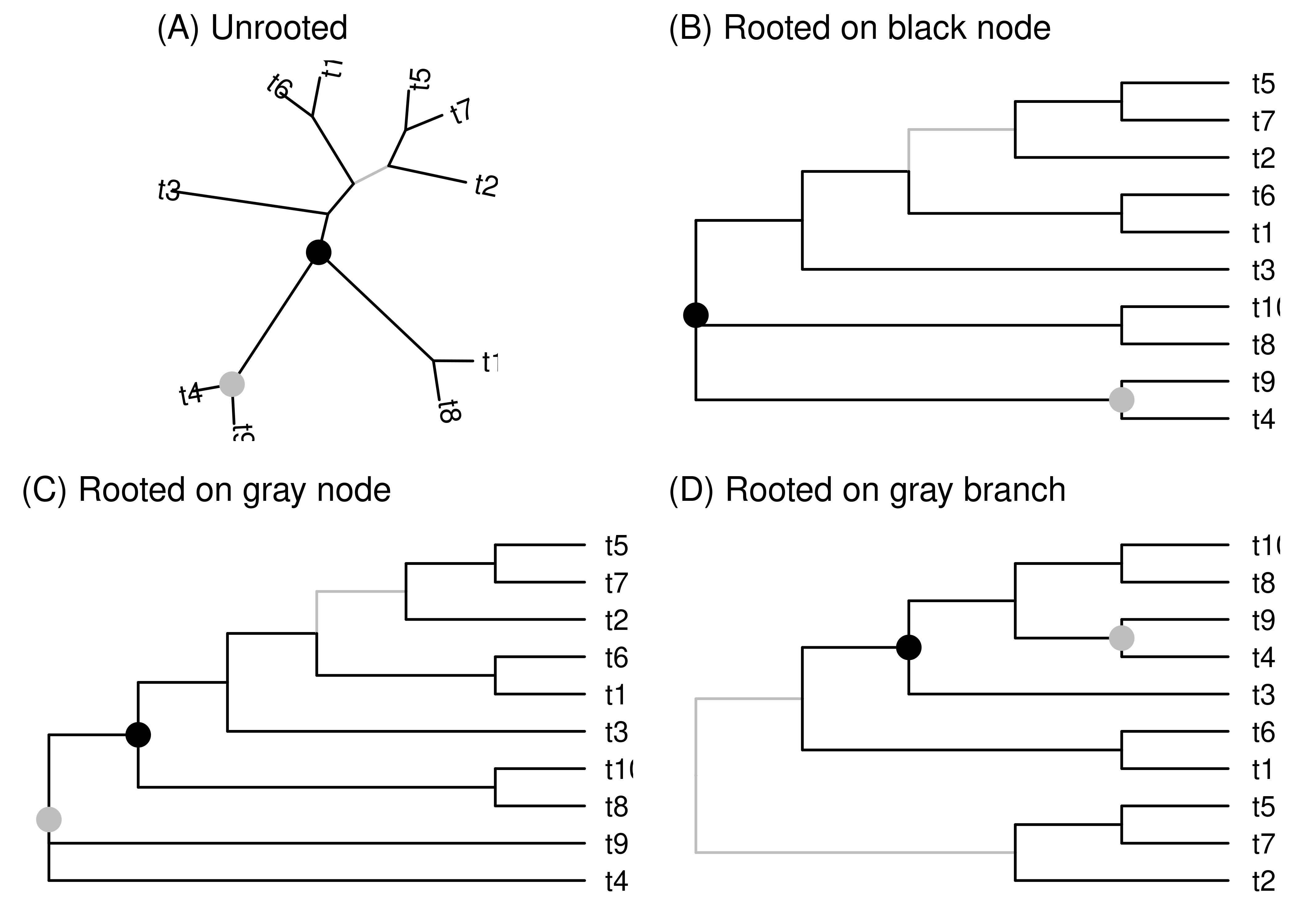 These four cladograms have the same tips and same topology, only their layout differs. (A) The first layout is unrooted. The other layouts are rooted on the black node (B), gray node (C), and gray branch (D). Each of these elements are in the exact same topological positions in all trees. When the tree is rooted on the black or gray nodes, the base of the tree is a polytomy since these nodes have three branches attached to them. No nodes are added or removed when rooting on a node. When rooting on the gray branch, a new unrooted node is added along the branch. This new node is bifurcating.