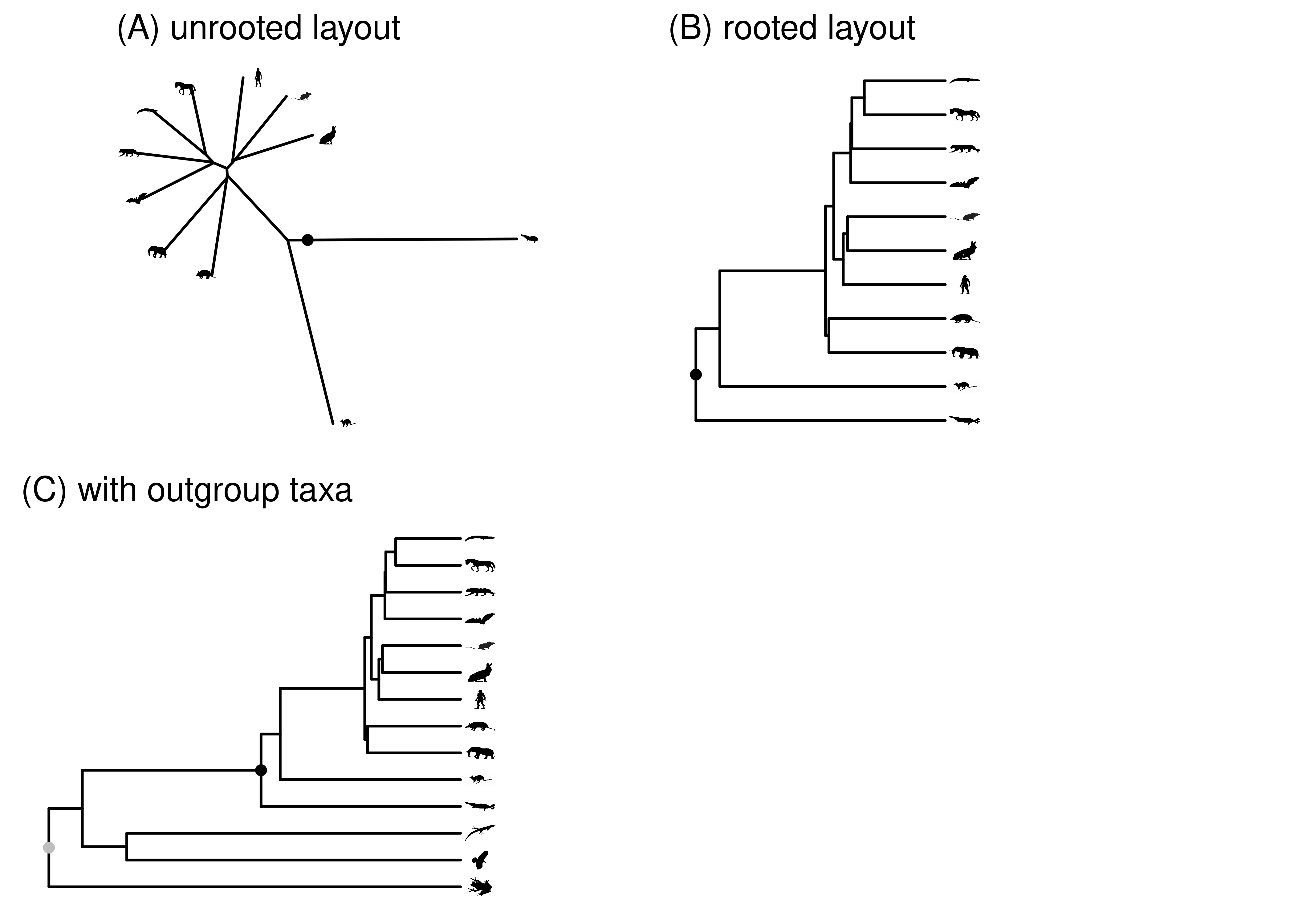 The root of the mammal tree is shown in black. (A) Unrooted layout. (B) Rooted layout. (C) Rooted layout, including outgroup. The root for the whole tree, shown in gray, is placed in the outgroup. The node where the ingroup is attached to the rest of the tree is the ingroup root. In this case, that is the black mammal root.