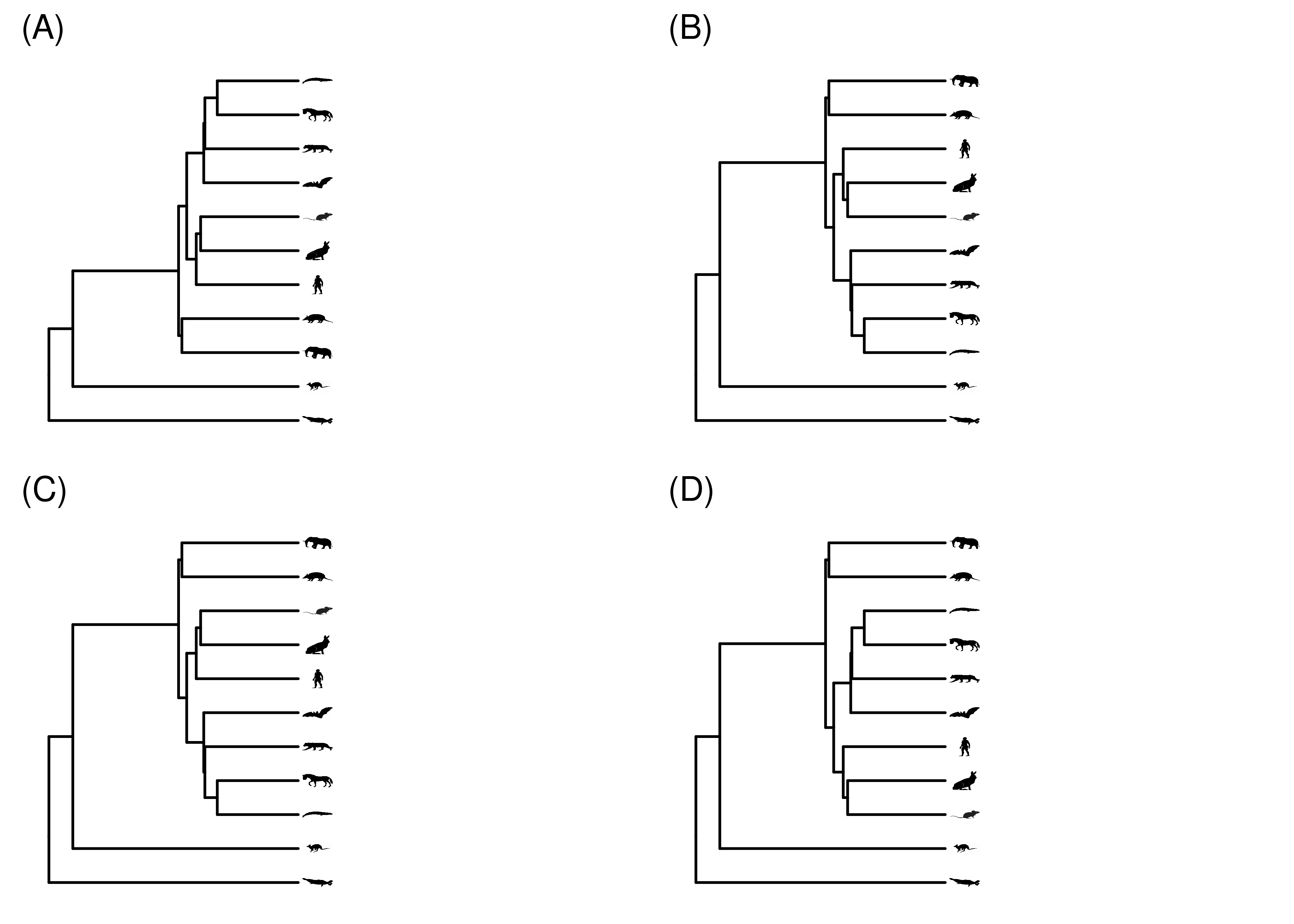 The exact same phylogeny, drawn a few times with different node rotations.