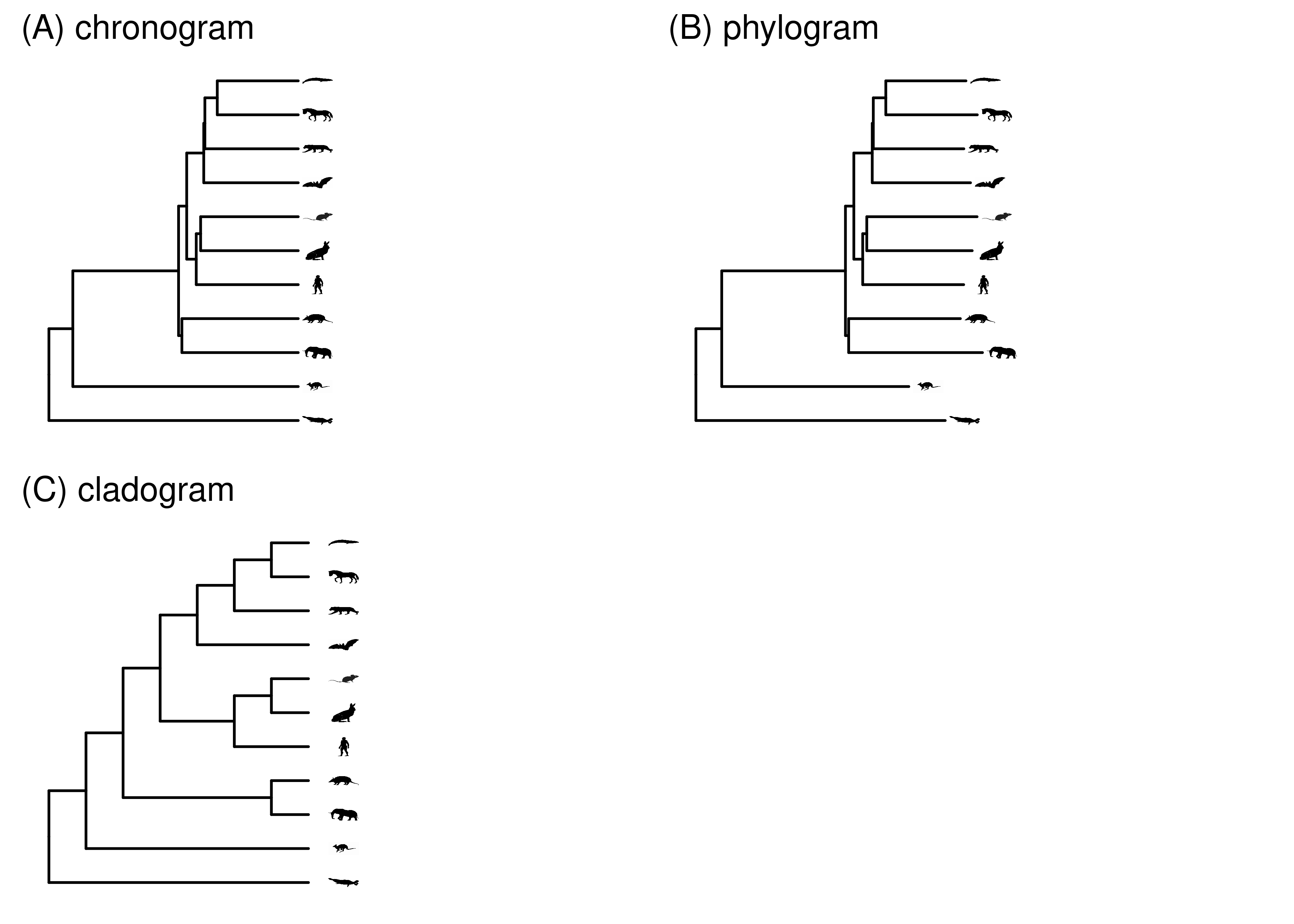 Several types of trees. In a chronogram, branch lengths are scaled according to time. In a phylogram, branch lengths are scaled according to expected amount of evolutionary change, which can differ across characters and branches. In a cladogram, the branch lengths have no meaning. 