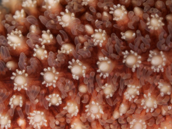 Close-up photograph of the surface of a sea star