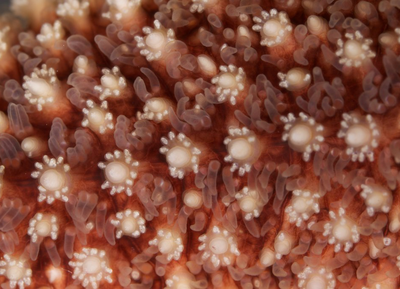 Close-up photograph of the surface of a sea star