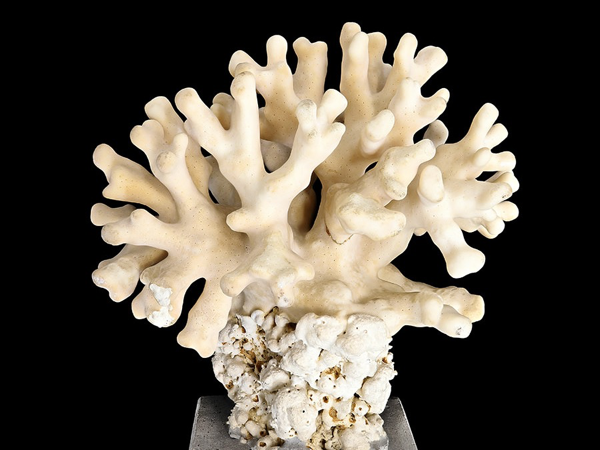 An invertebrate specimen from the Yale Peabody Museum collection
