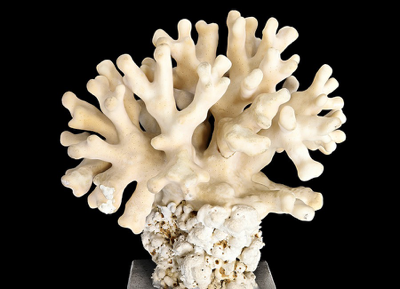 An invertebrate specimen from the Yale Peabody Museum collection