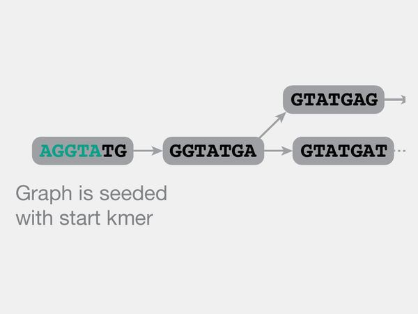 Diagram of a seeded de Bruijn graph assembly