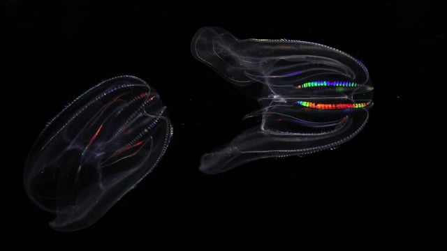 Two ctenophores with rows of cilia refracting rainbow colors