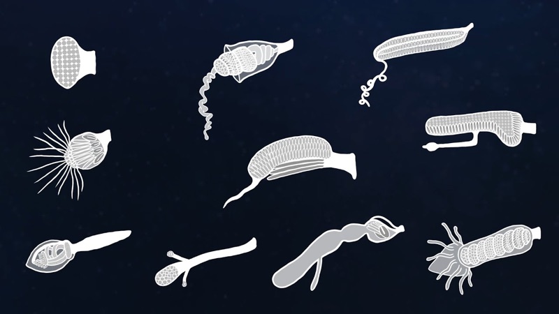 Still from an animation about siphonophore tentilla capturing prey