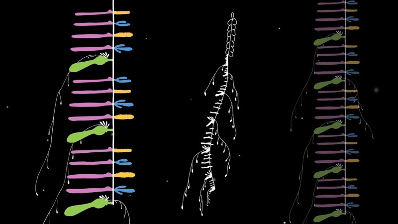 Still from an animation about how siphonophores grow