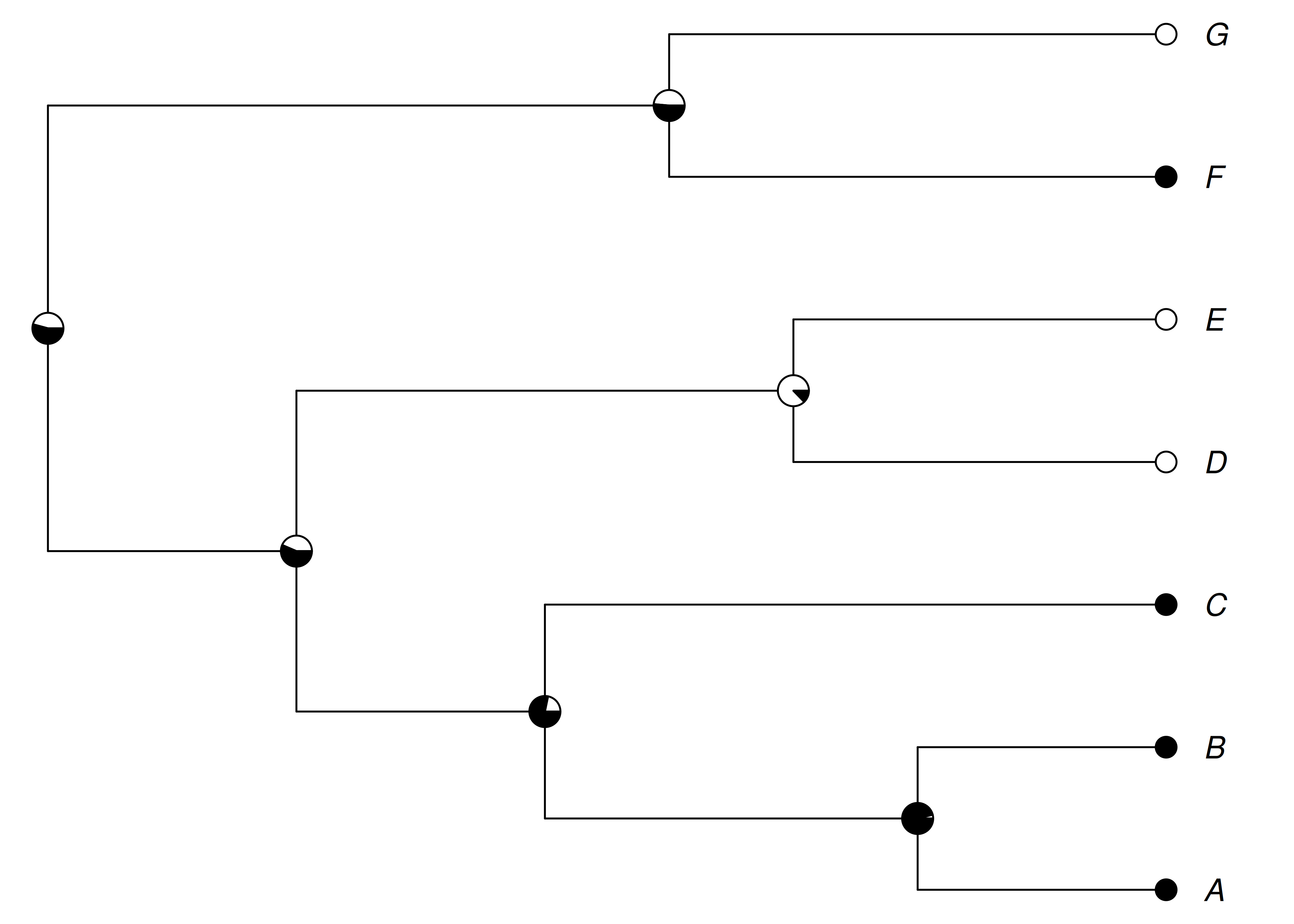 Marginal ancestral state reconstruction of a binary character under an equal-rates Mk model. Tips are scored as present (black) or absent (white). Each pie at an internal node shows the estimated probability of each state at that node. Nodes near well-sampled clusters of tips are reconstructed with high confidence, while deeper nodes are more uncertain.