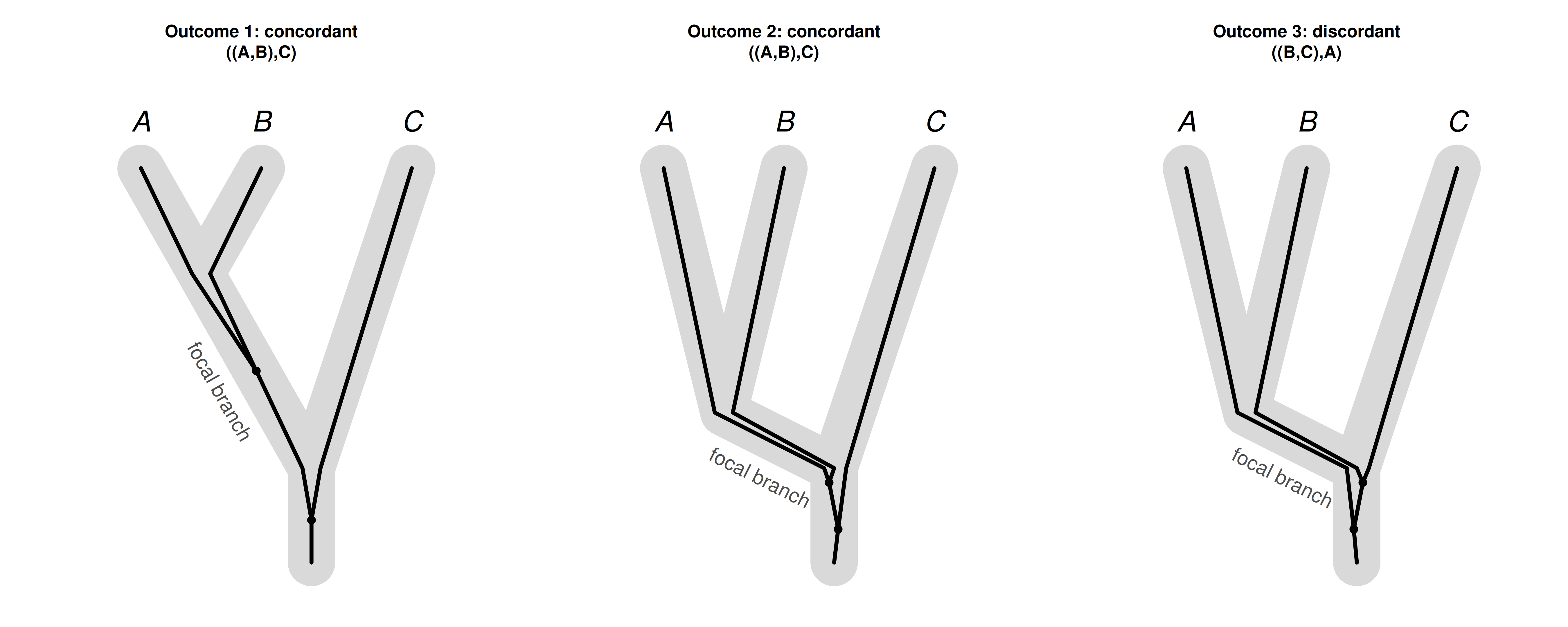 The three possible outcomes for a single gene sampled in species A, B, and C, whose species tree is ((A,B),C). Gene lineages (black) evolve within the species tree (gray tubes); the focal branch is the branch ancestral to the A--B speciation, where the A and B lineages first have the chance to coalesce. Outcome 1: the A and B lineages coalesce along the focal branch (complete lineage sorting), giving the concordant gene tree ((A,B),C). Outcome 2: the lineages pass through the focal branch without coalescing (deep coalescence), but A and B are still the first pair to coalesce in the ancestral population, again giving the concordant ((A,B),C). Outcome 3: after the same deep coalescence, B instead coalesces with C first, giving the discordant gene tree ((B,C),A).