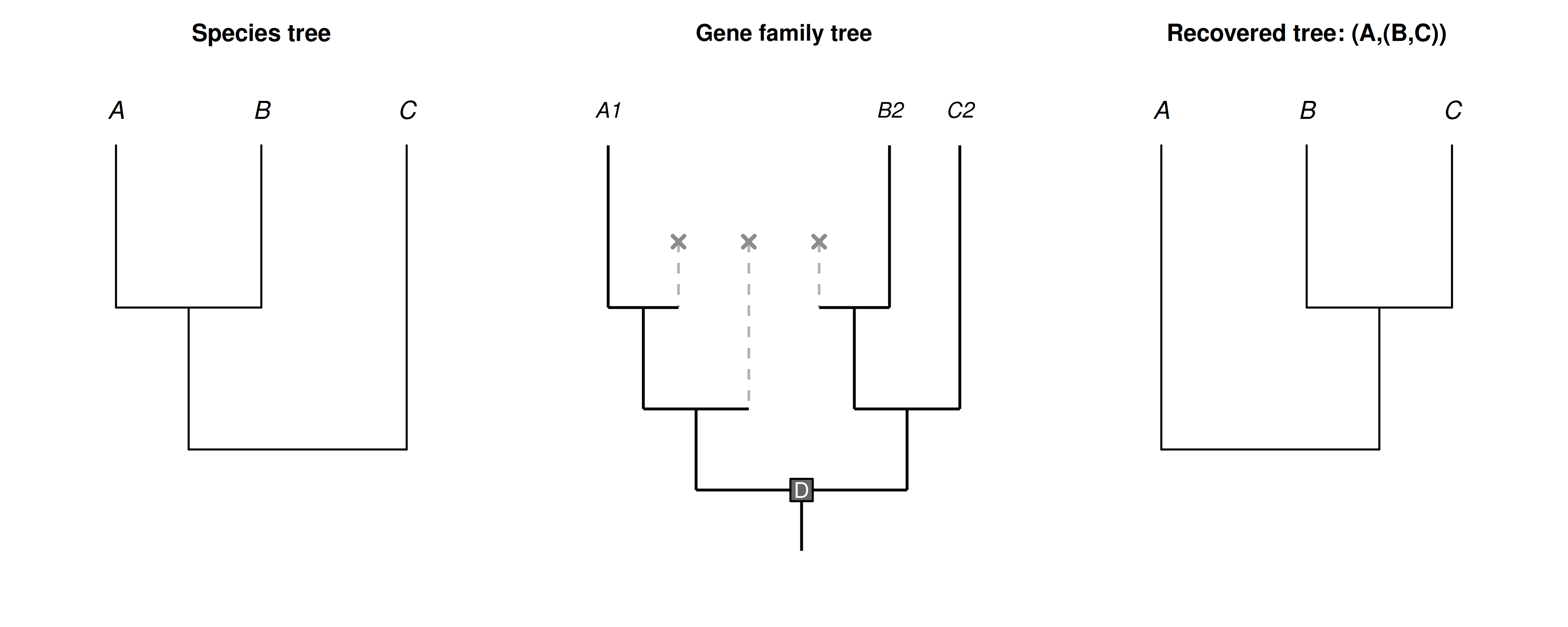 How duplication and loss can make single-copy genes mislead. Left: the species tree, ((A,B),C). Middle: a gene family tree in which an early duplication (D) produced two copies; within each copy divergences track speciation, so each copy on its own recapitulates the species tree. Reciprocal loss (dashed gray lineages, marked X) then removes B and C from the first copy and A from the second, leaving exactly one surviving copy in each species: A1, B2, and C2. Right: these survivors look like ordinary single-copy genes, but A1 is a paralog of B2 and C2, so the tree they support is (A,(B,C))---B groups with C, conflicting with the species tree. This hidden paralogy is invisible unless the full gene family history is reconstructed.